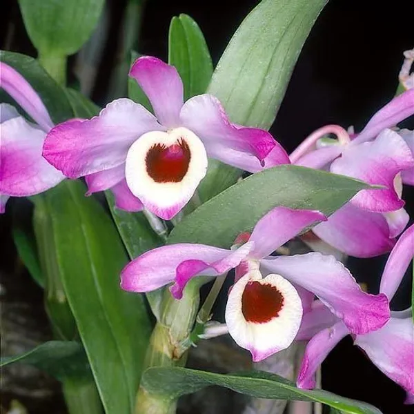 Orchid_Plant_(Hybrid,_Pack_of_1)