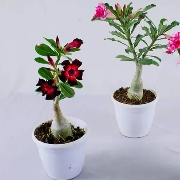 Adenium_Plant_(Hybrid,_Pack_of_2)
