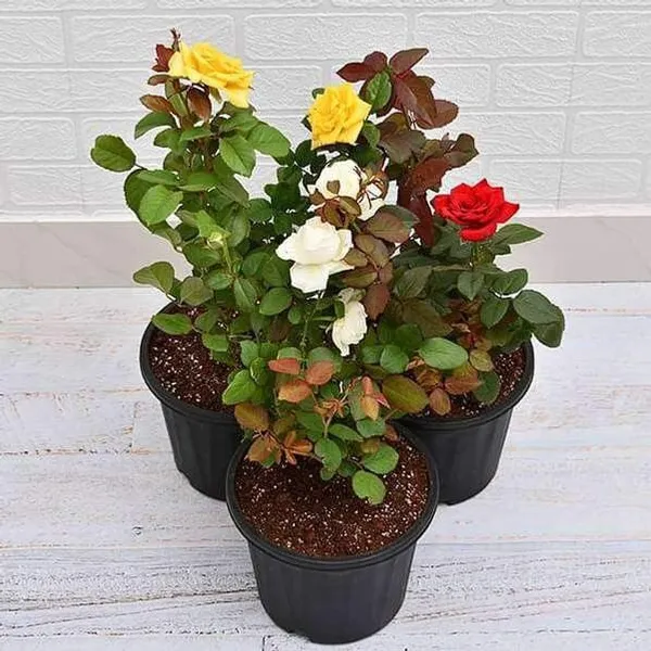 Rose_Plant_(Hybrid,_Pack_of_4)