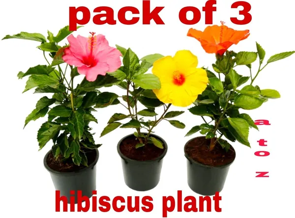 Hibiscus_Plant_(Hybrid,_Pack_of_3)