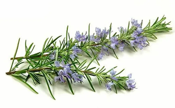 Rosemary_Herb_Plant_(Hybrid,_Pack_of_1)