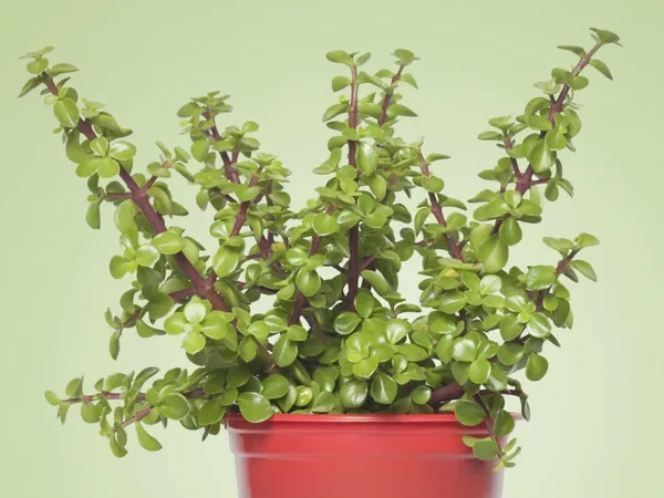 Crassula_Plant_(Hybrid,_Pack_of_1)
