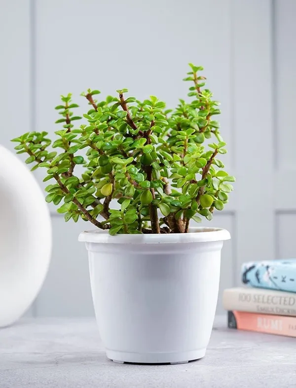 Jade_Plant_(Hybrid,_Pack_of_1)