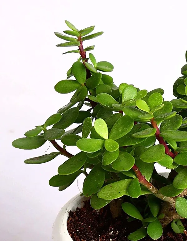 Jade_Plant_(Hybrid,_Pack_of_1)