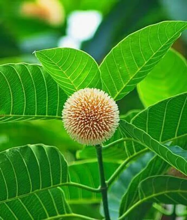 Kadam_Plant_(Hybrid,_Pack_of_1)
