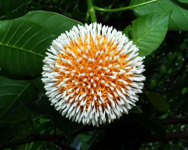 Kadam_Plant_(Hybrid,_Pack_of_1)