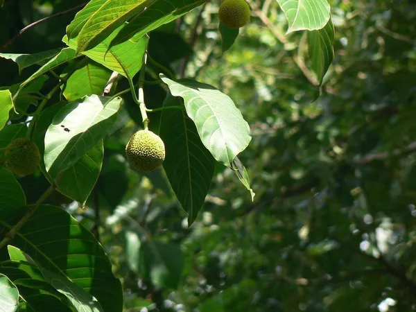 Kadam_Plant_(Hybrid,_Pack_of_1)