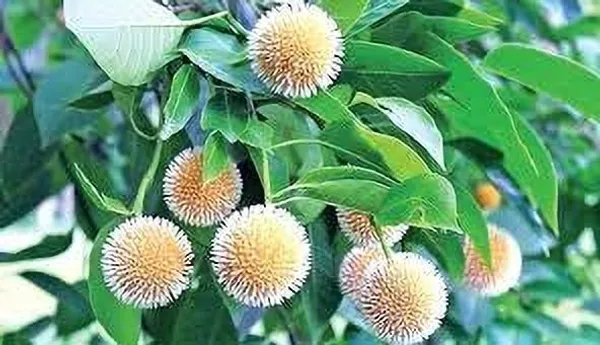 Kadam_Plant_(Hybrid,_Pack_of_1)