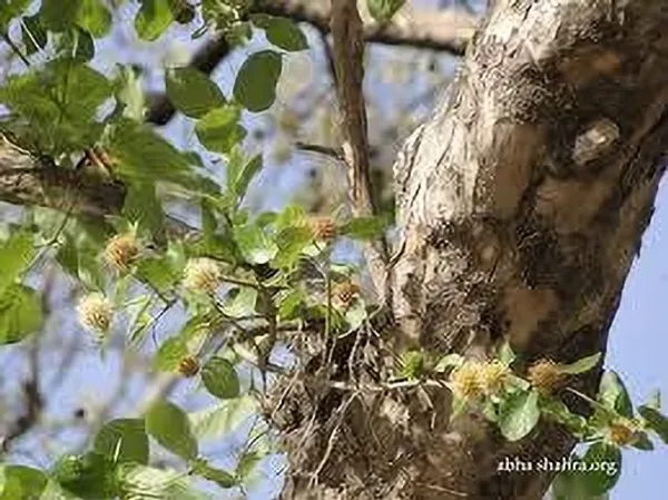 Kadam_Plant_(Hybrid,_Pack_of_1)