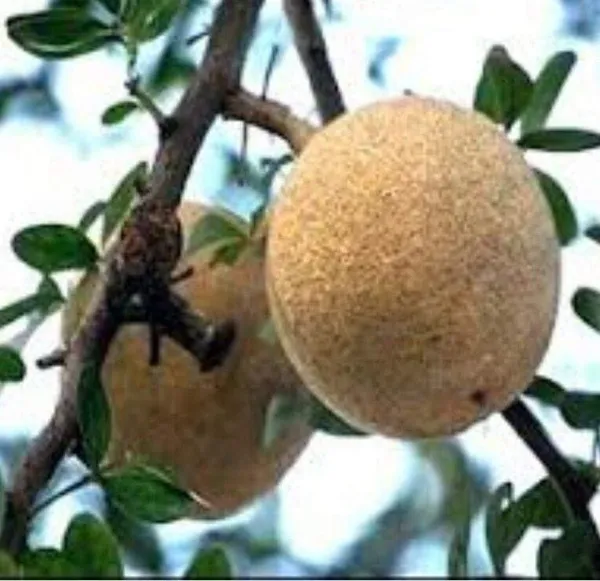Cashew_Apple_Plant_(Hybrid,_Pack_of_1)