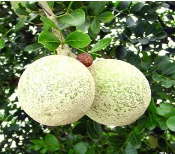 Cashew_Apple_Plant_(Hybrid,_Pack_of_1)