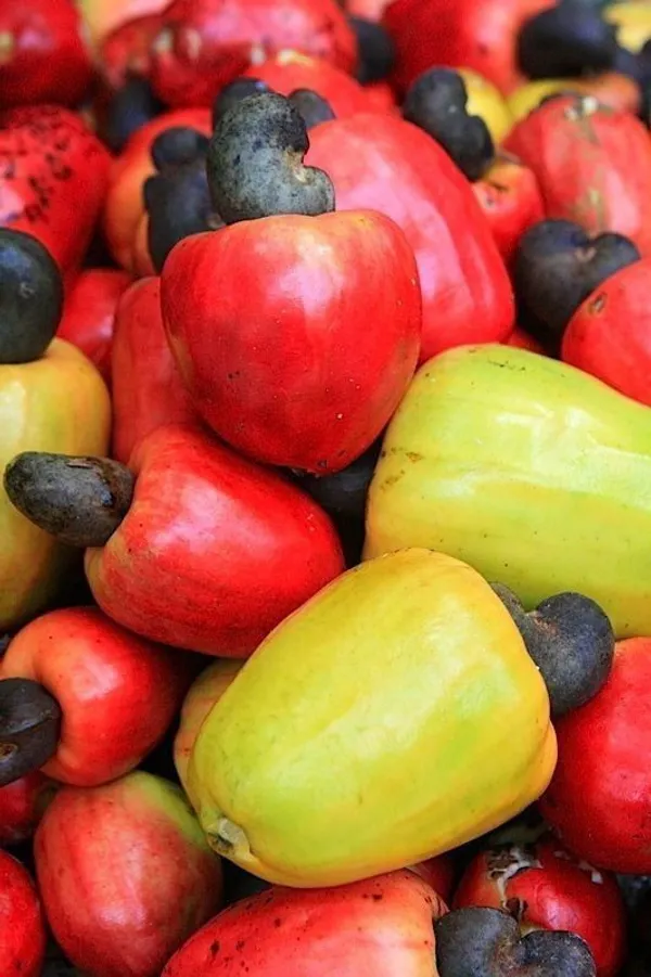 Cashew_Plant_(Hybrid,_Pack_of_1)
