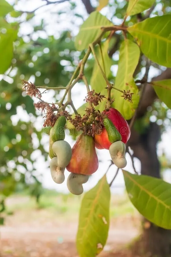 Cashew_Apple_Plant_(Hybrid,_Pack_of_1)