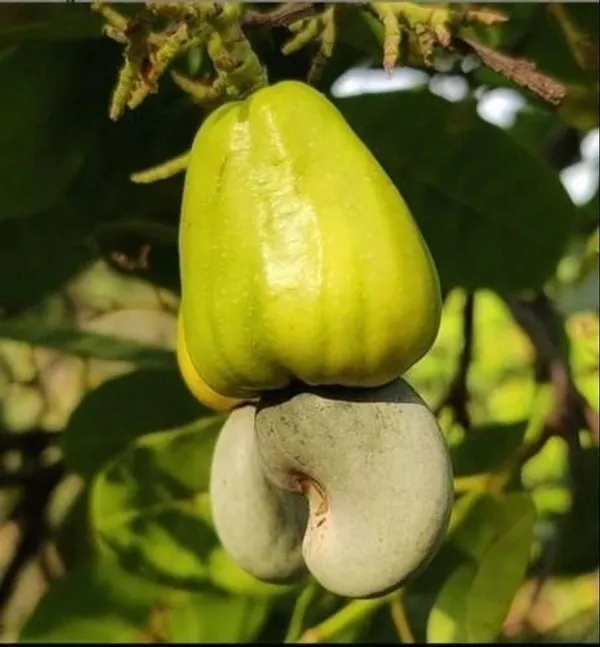 Cashew_Apple_Plant_(Hybrid,_Pack_of_1)