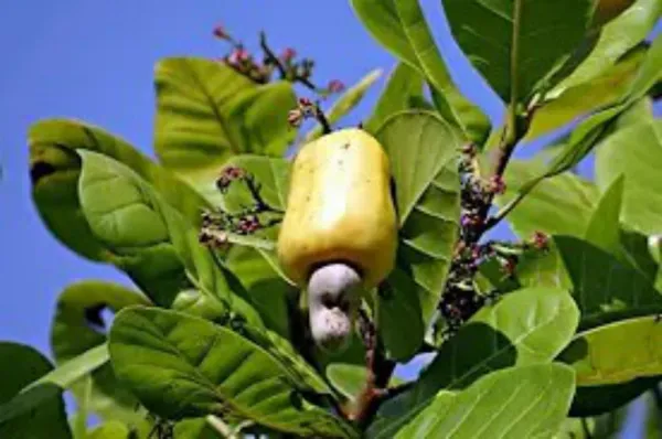 Cashew_Apple_Plant_(Hybrid,_Pack_of_1)