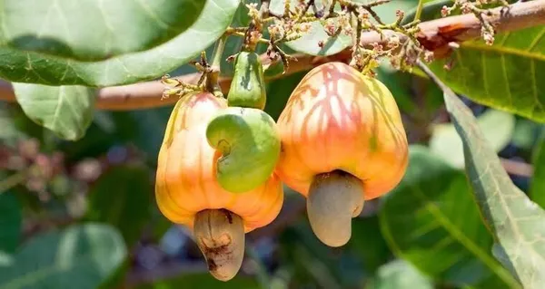 Cashew_Plant_(Hybrid,_Pack_of_1)