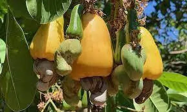 Cashew_Apple_Plant_(Hybrid,_Pack_of_1)