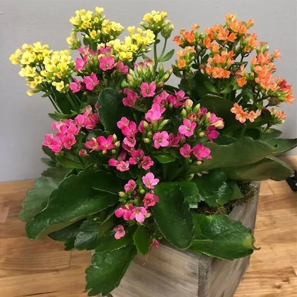Kalanchoe_Plant_(Hybrid,_Pack_of_1)