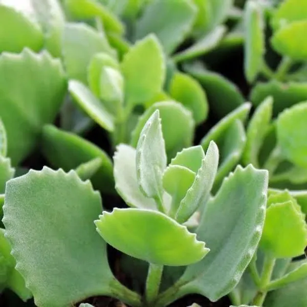 Kalanchoe_Plant_(Hybrid,_Pack_of_1)