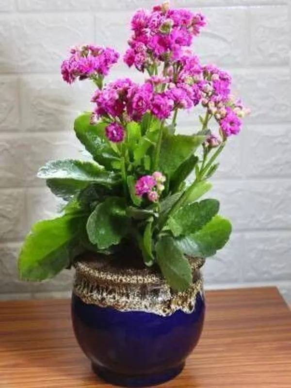 Kalanchoe_Plant_(Hybrid,_Pack_of_1)