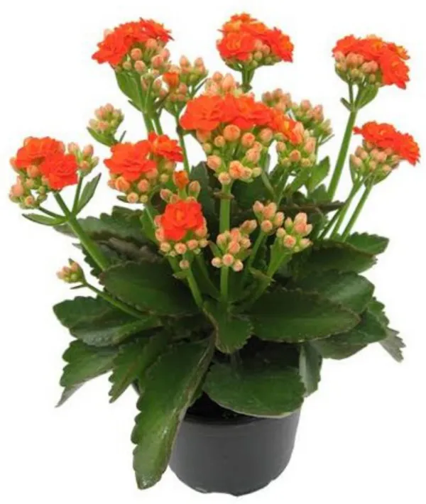 Kalanchoe_Plant_(Hybrid,_Pack_of_1)
