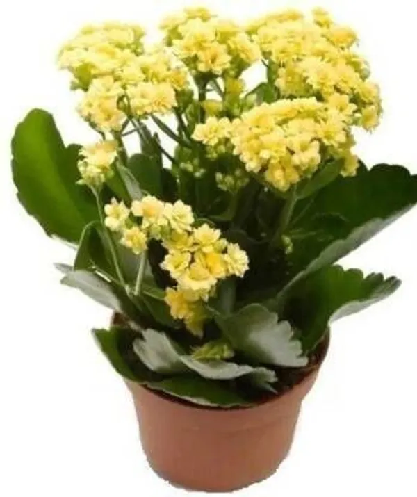 Kalanchoe_Plant_(Hybrid,_Pack_of_1)