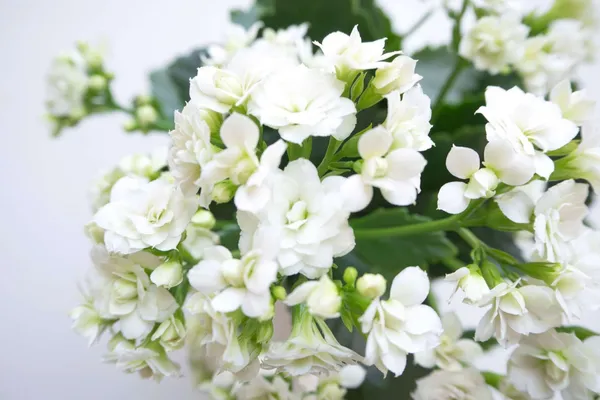Kalanchoe_Plant_(Hybrid,_Pack_of_1)