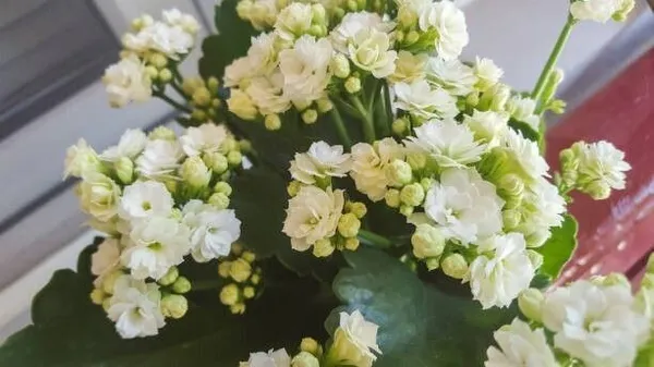 Kalanchoe_Plant_(Hybrid,_Pack_of_1)