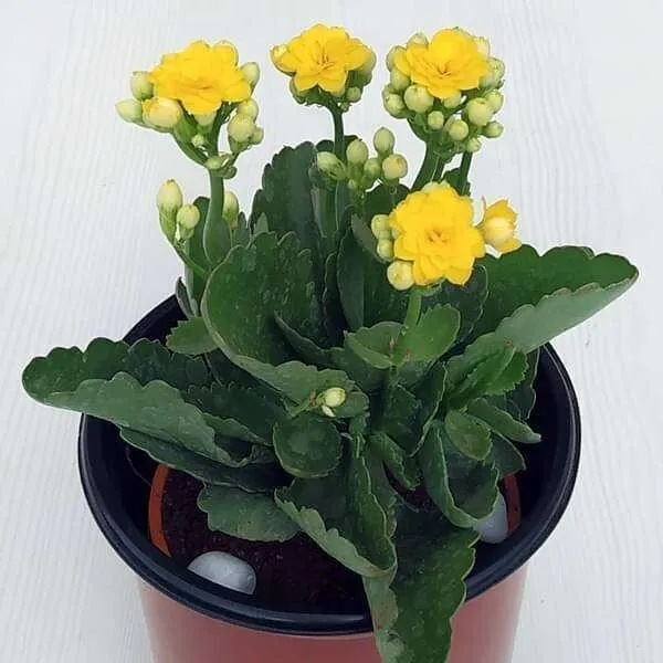 Kalanchoe_Plant_(Hybrid,_Pack_of_1)