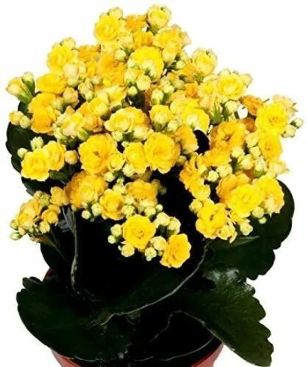 Kalanchoe_Plant_(Hybrid,_Pack_of_1)