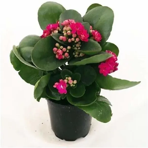 Kalanchoe_Plant_(Hybrid,_Pack_of_1)