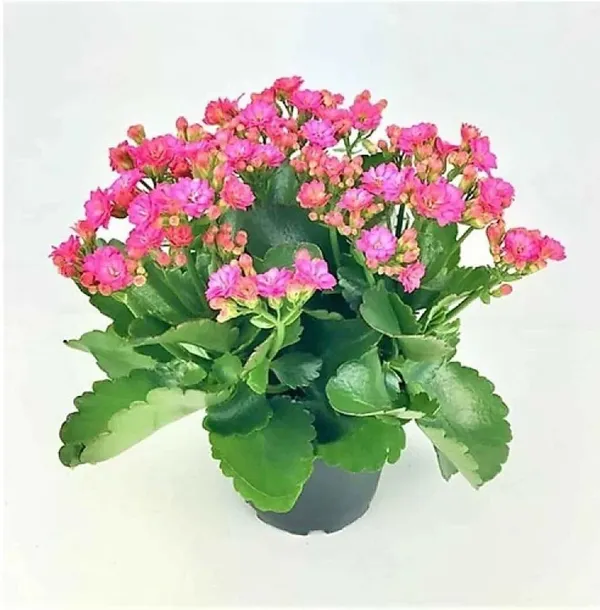 Kalanchoe_Plant_(Hybrid,_Pack_of_1)