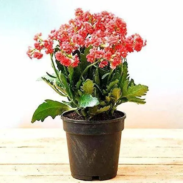 Kalanchoe_Plant_(Hybrid,_Pack_of_1)