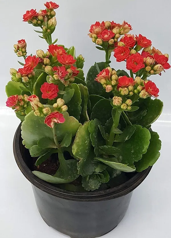 Kalanchoe_Plant_(Hybrid,_Pack_of_1)