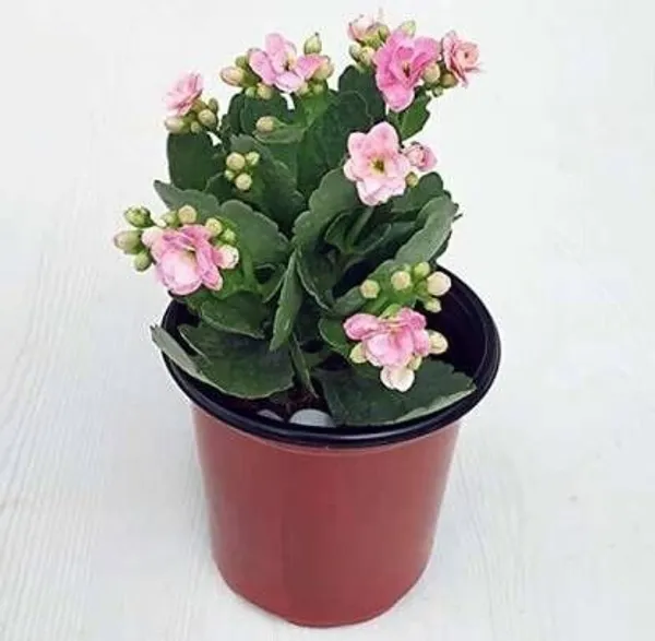 Kalanchoe_Plant_(Hybrid,_Pack_of_1)