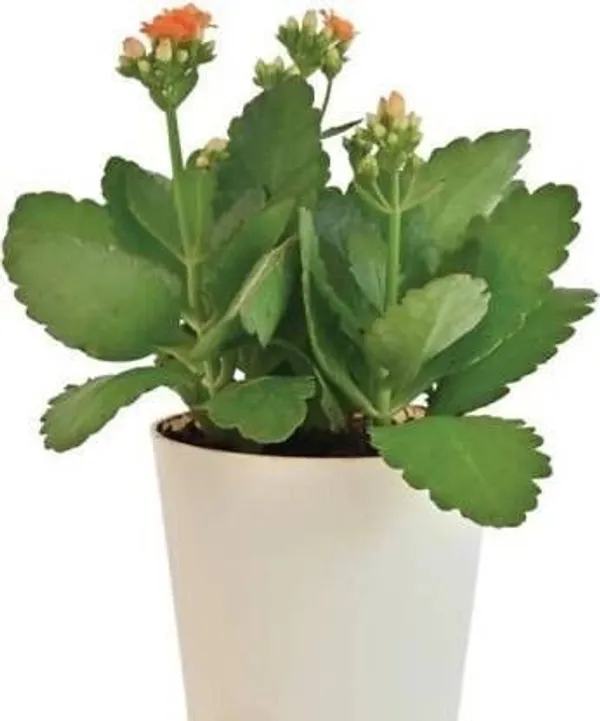 Kalanchoe_Plant_(Hybrid,_Pack_of_1)