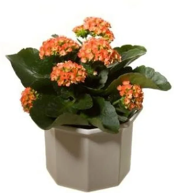 Kalanchoe_Plant_(Hybrid,_Pack_of_1)