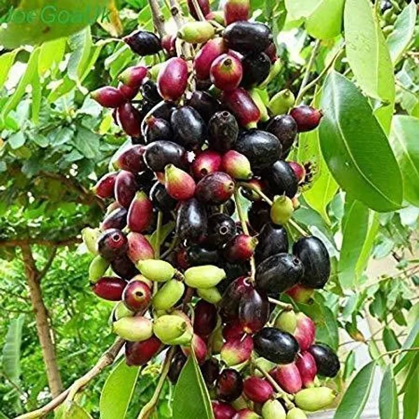 Jamun_Plant_(Hybrid,_Pack_of_1)