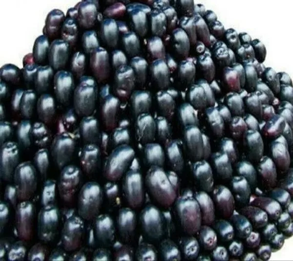 Jamun_Plant_(Hybrid,_Pack_of_1)