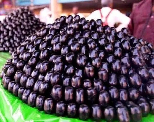Jamun_Plant_(Hybrid,_Pack_of_1)