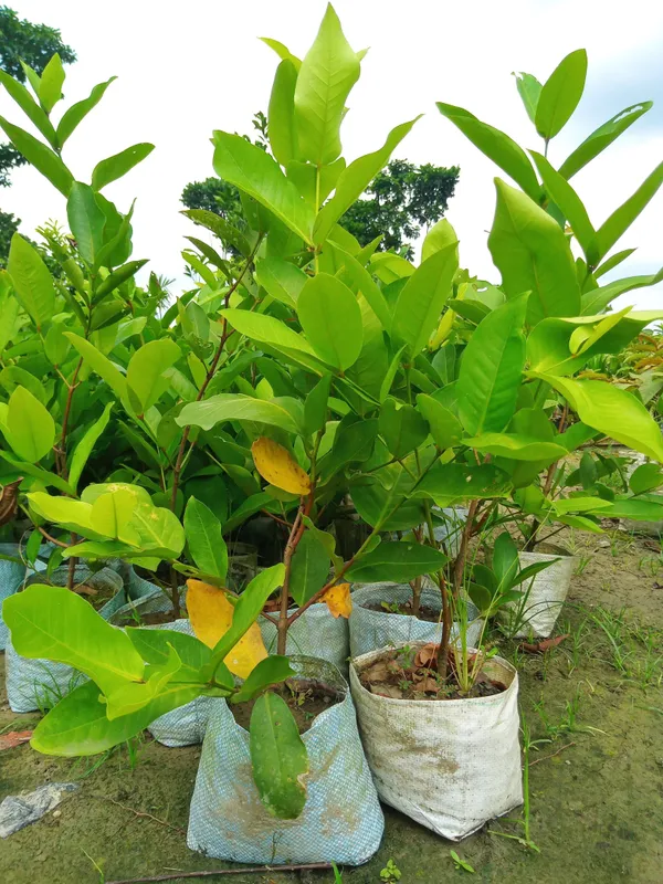 Jamun_Plant_(Hybrid,_Pack_of_1)