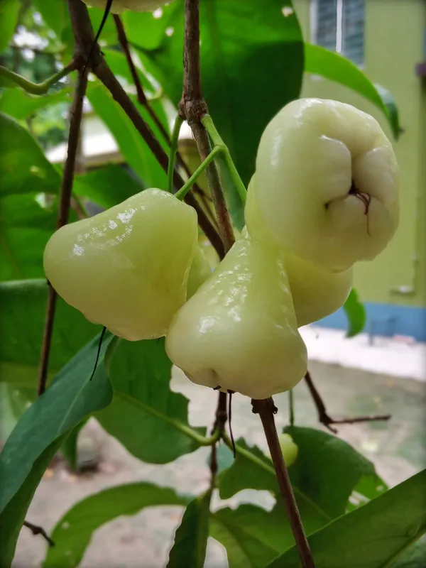 Jamun_Plant_(Hybrid,_Pack_of_1)