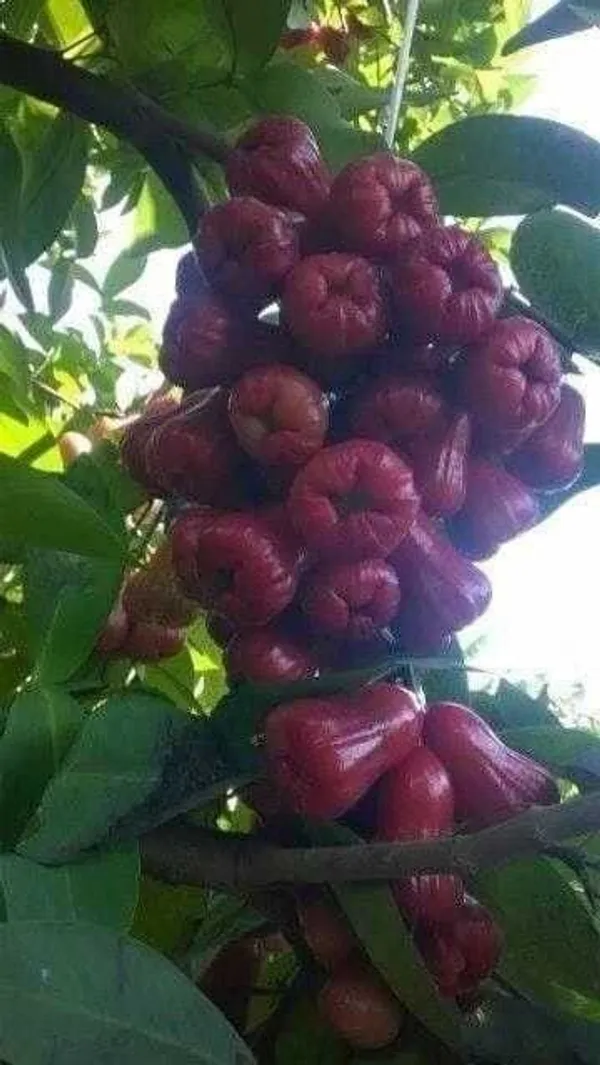 Jamun_Plant_(Hybrid,_Pack_of_1)