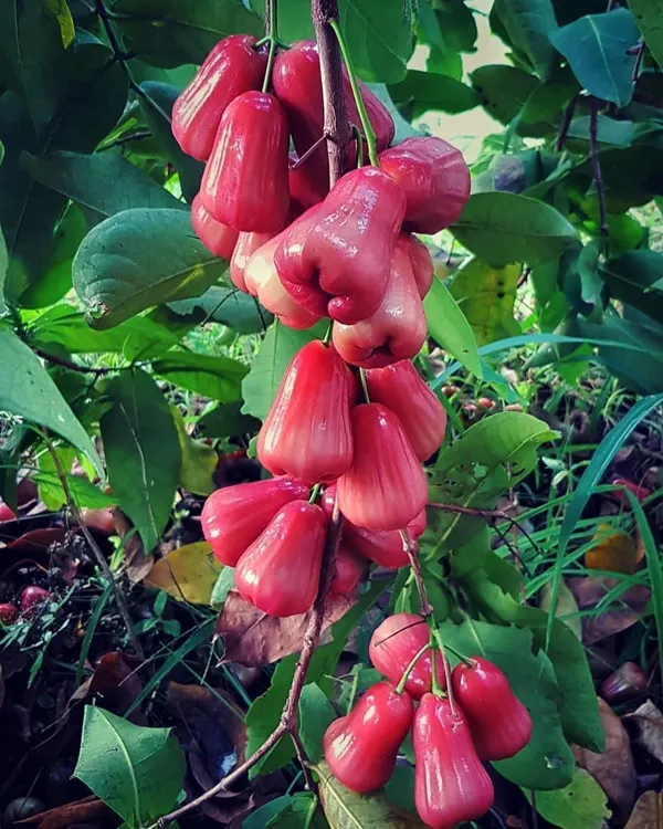 Java_Plum_Plant_(Hybrid,_Pack_of_1)