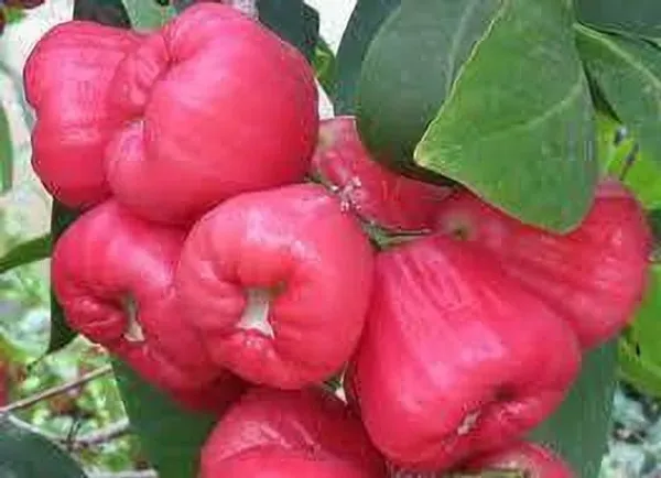 Malay_Apple_Plant_(Hybrid,_Pack_of_1)