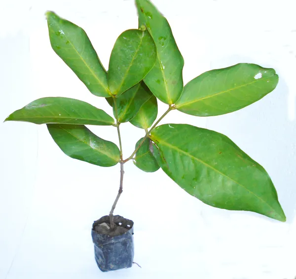 Malay_Apple_Plant_(Hybrid,_Pack_of_1)