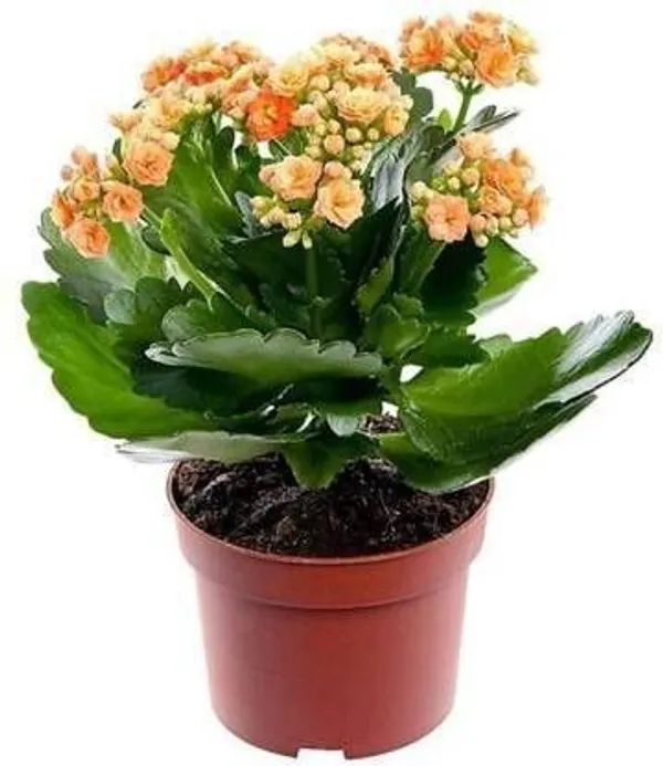 Kaner_Plant_(Hybrid,_Pack_of_1)