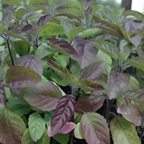 Tulsi_Plant_(Hybrid,_Pack_of_1)