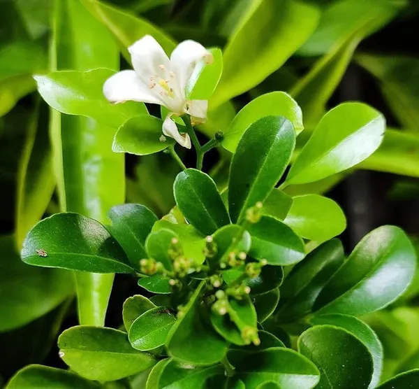 Madhu_Kamini_Plant_(Hybrid,_Pack_of_1)