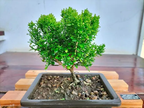 Madhu_Kamini_Plant_(Hybrid,_Pack_of_1)